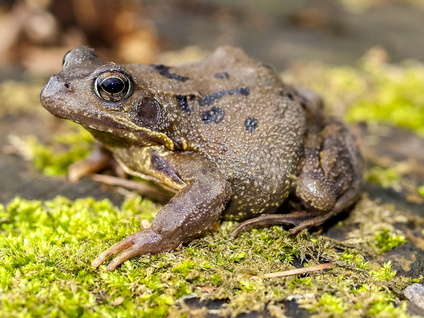 Frog
