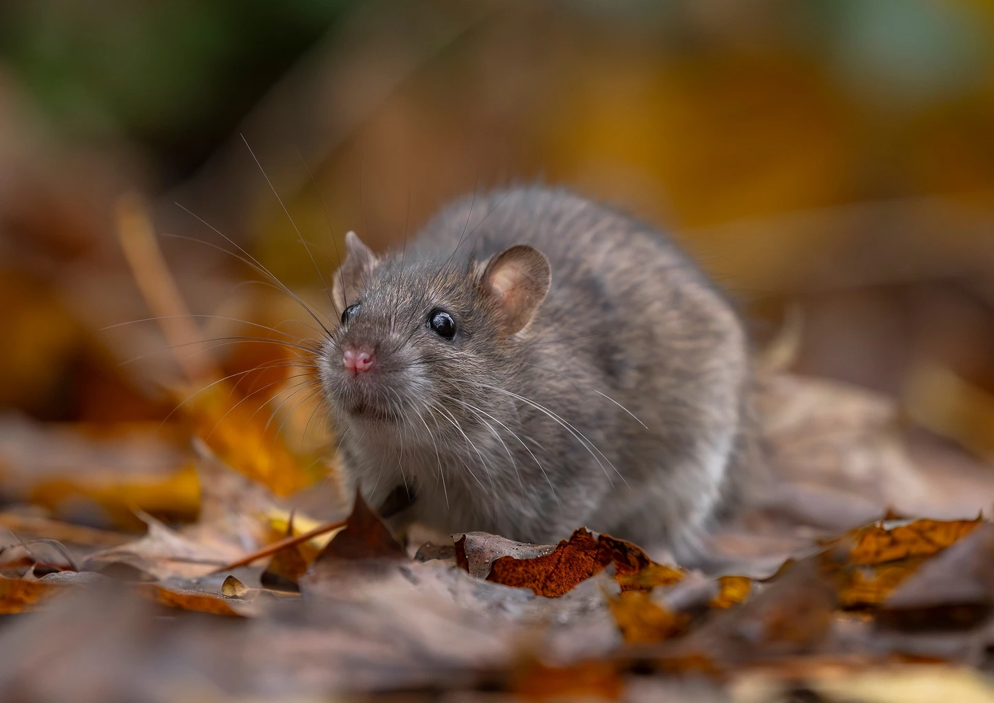 Rat