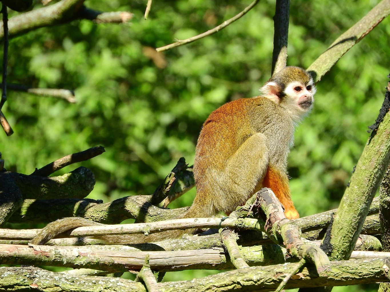 Squirrel Monkey