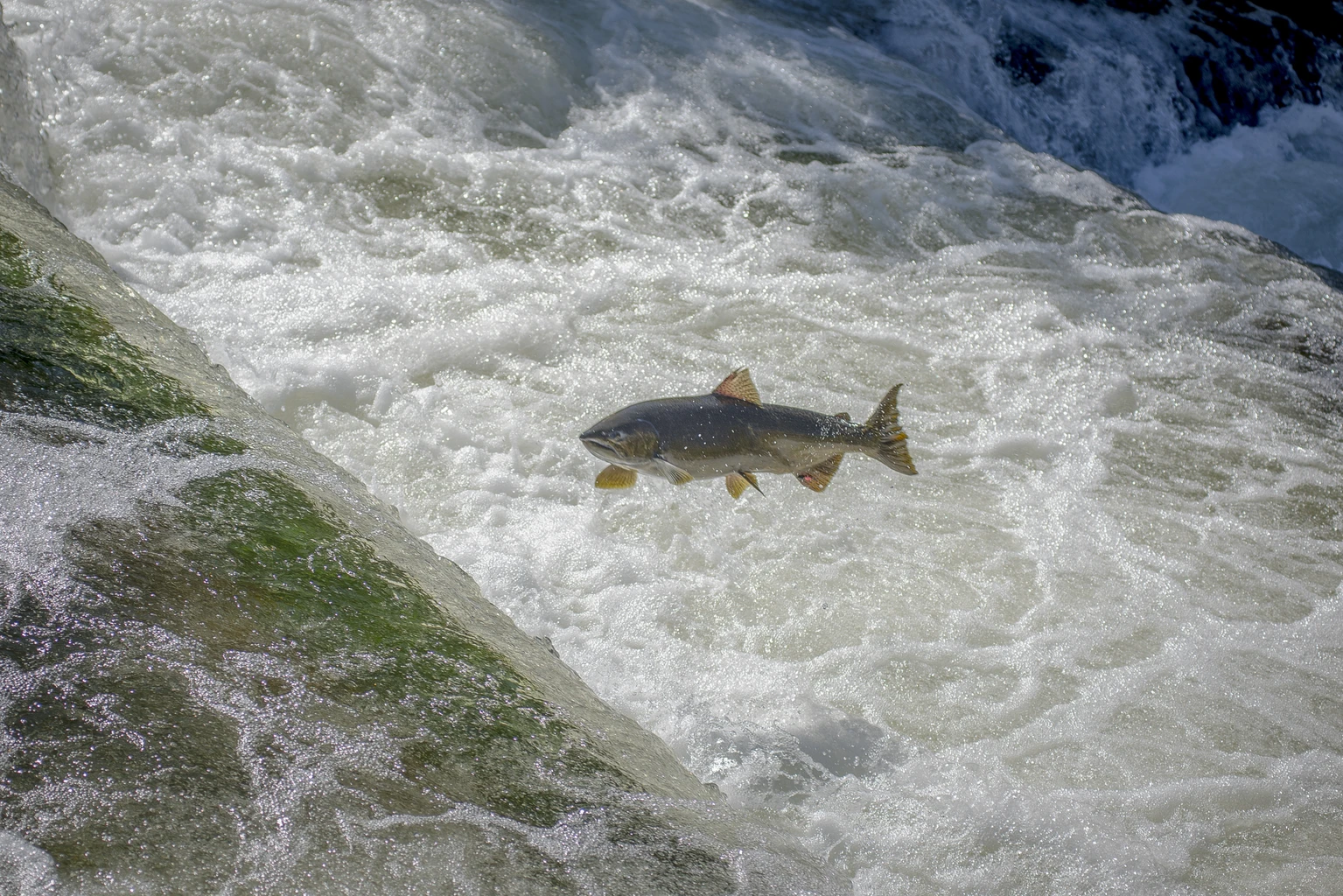 Salmon