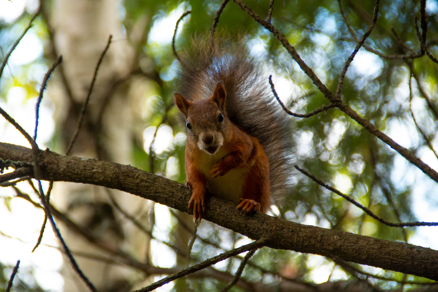 Red Squirrel