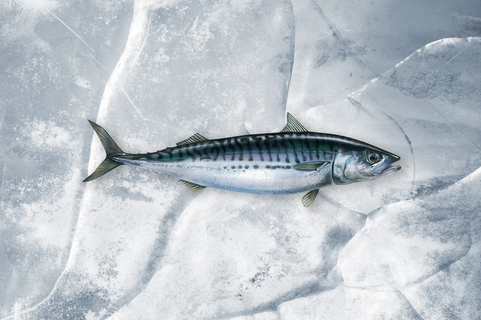 Atlantic mackerel