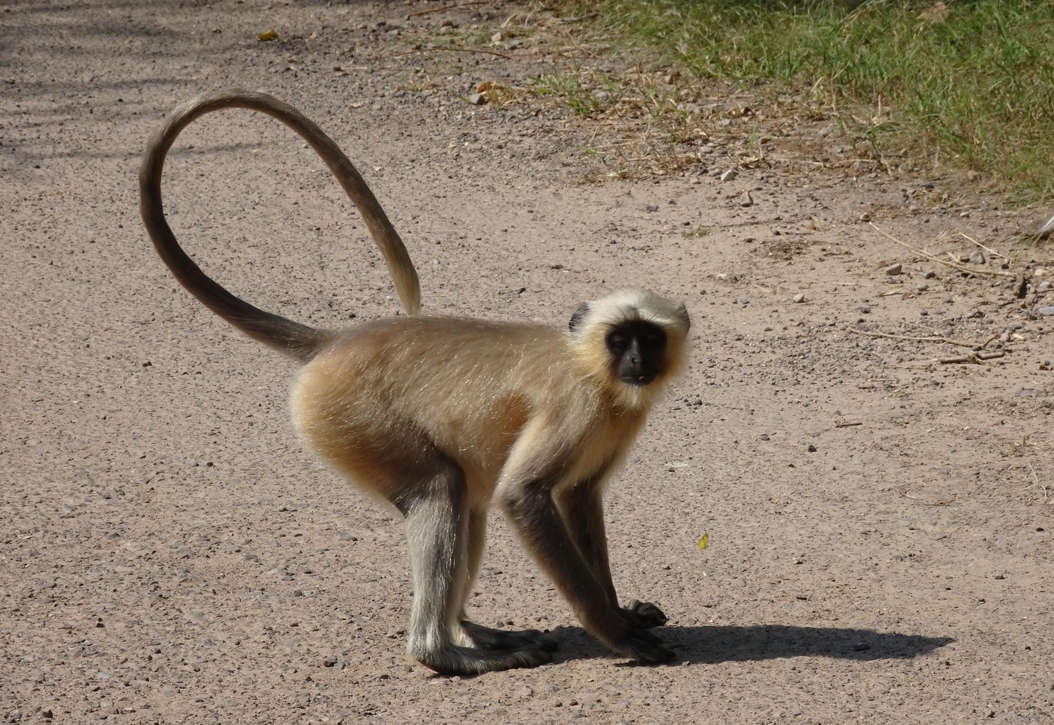 Langur