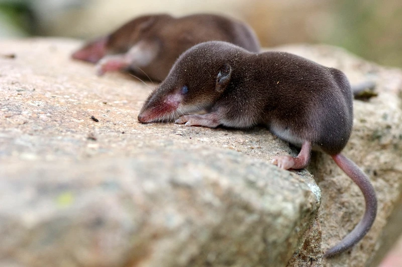 Shrew