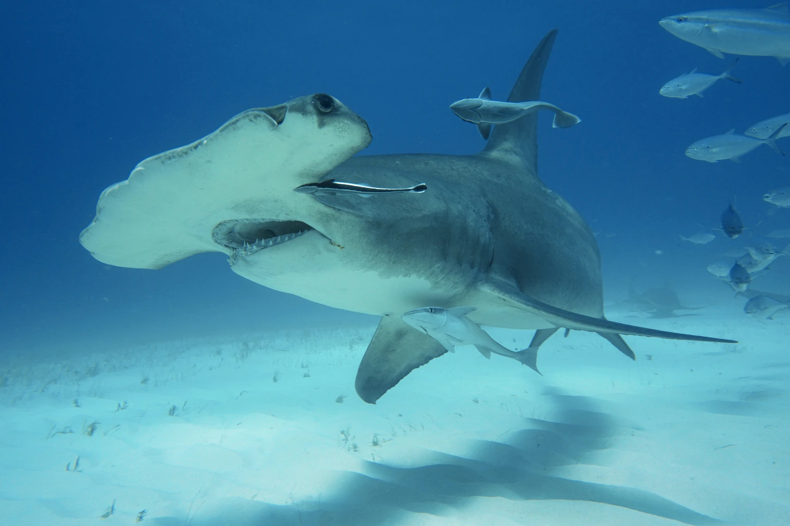 Great hammerhead