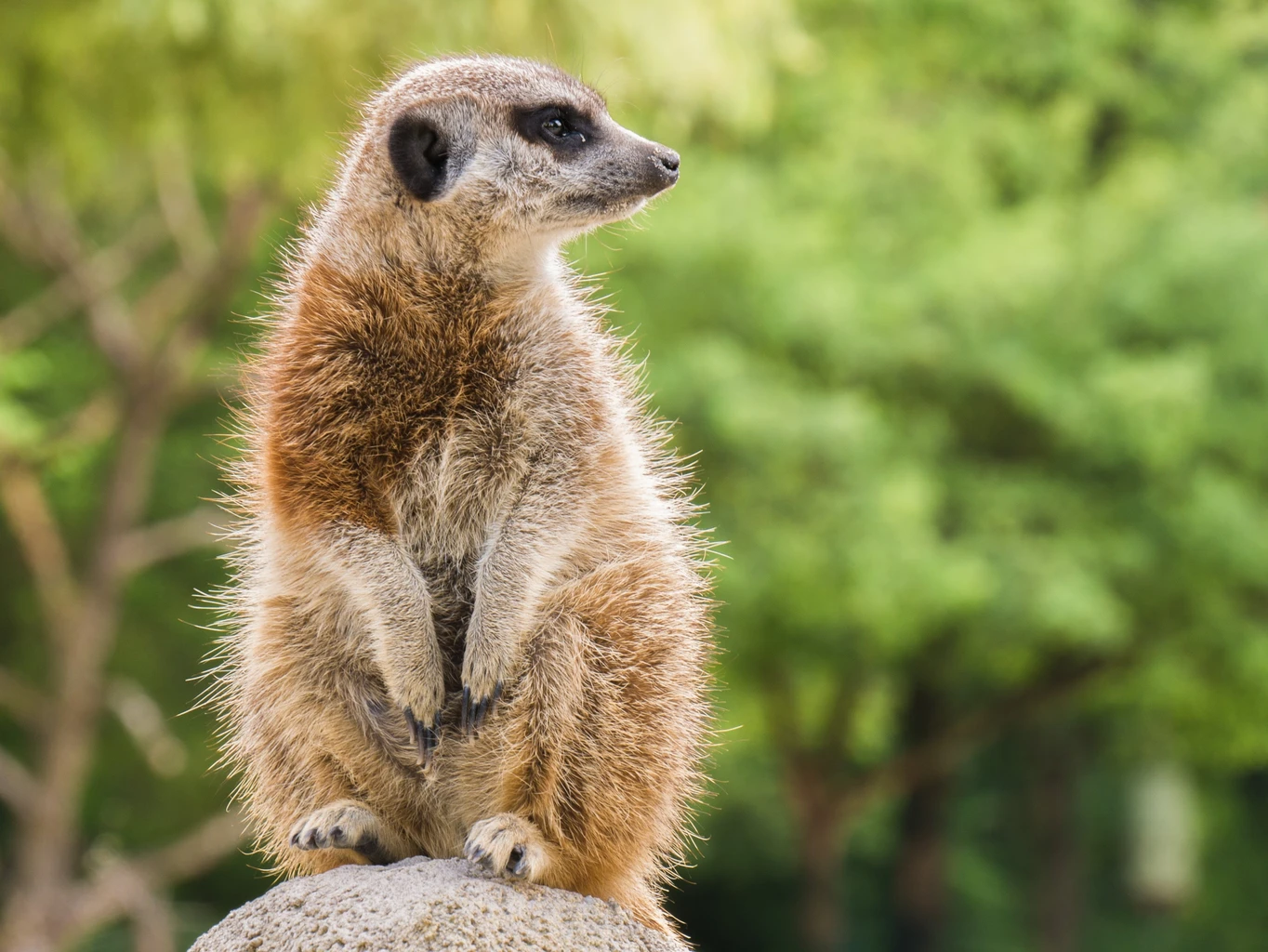 Meerkat