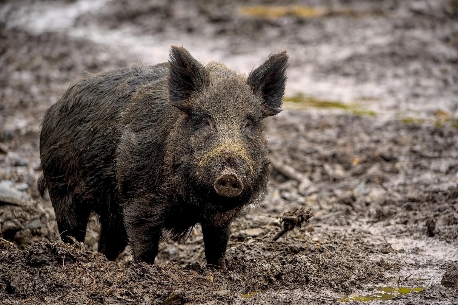 Wild Boar