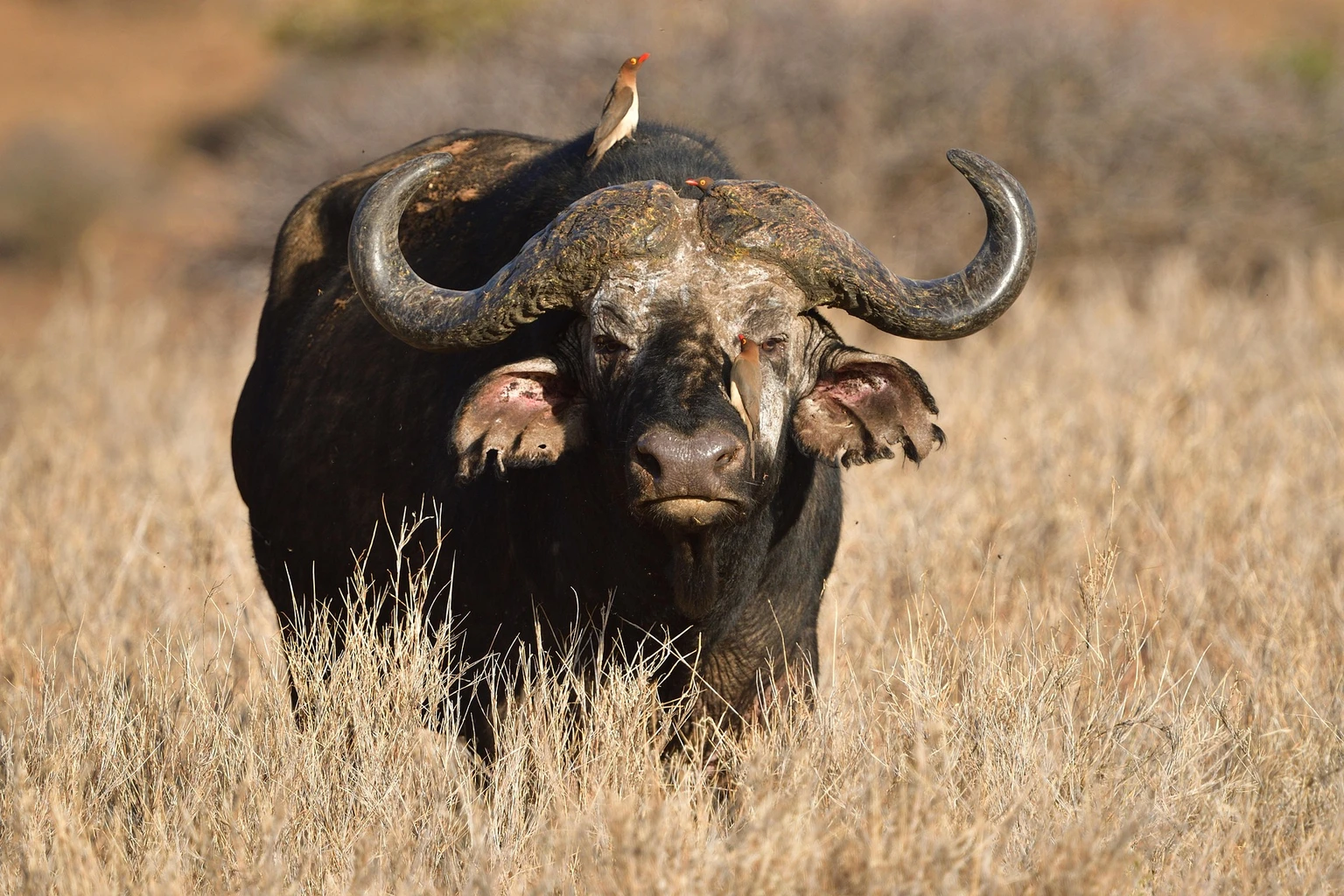 African Buffalo