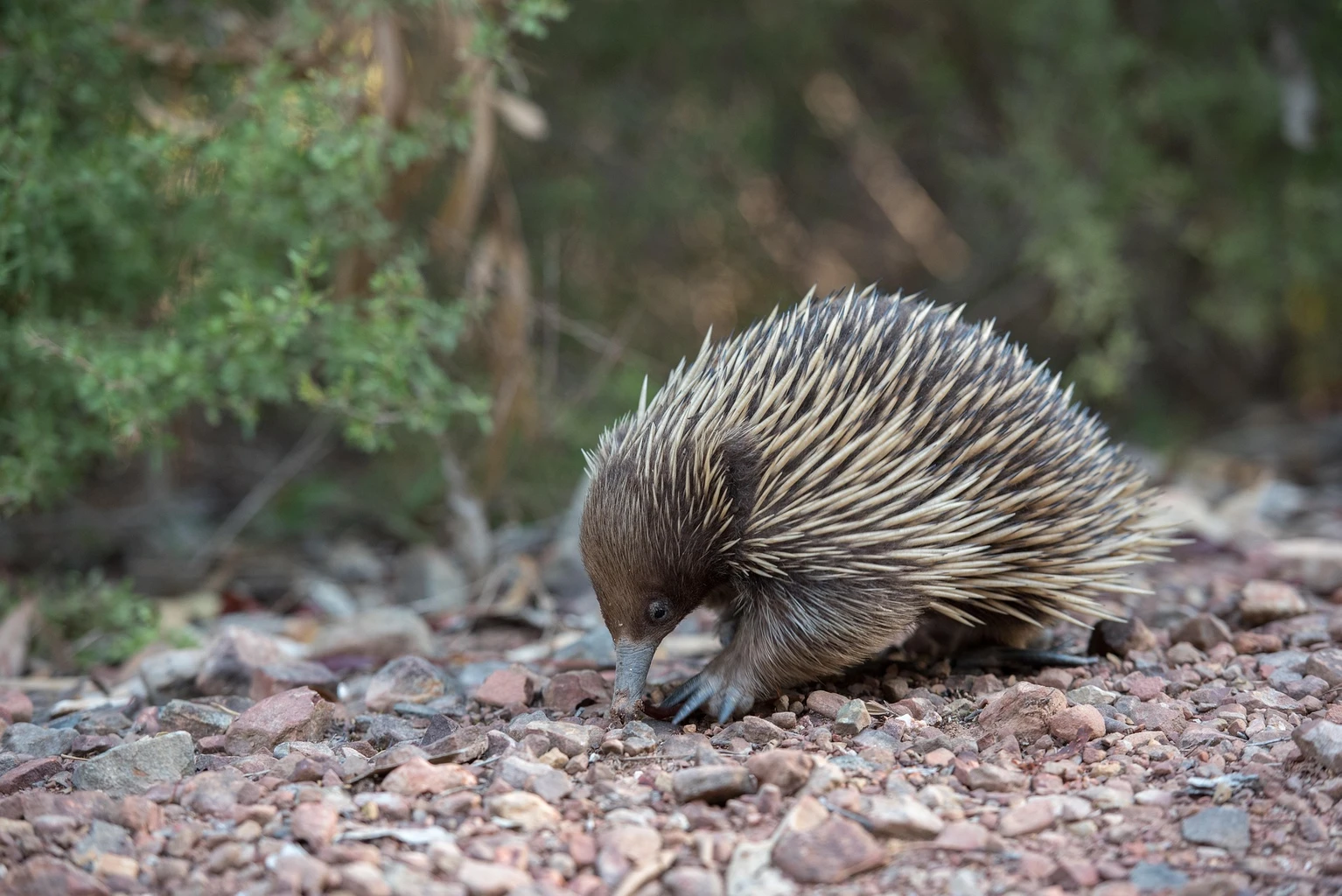 Echidna