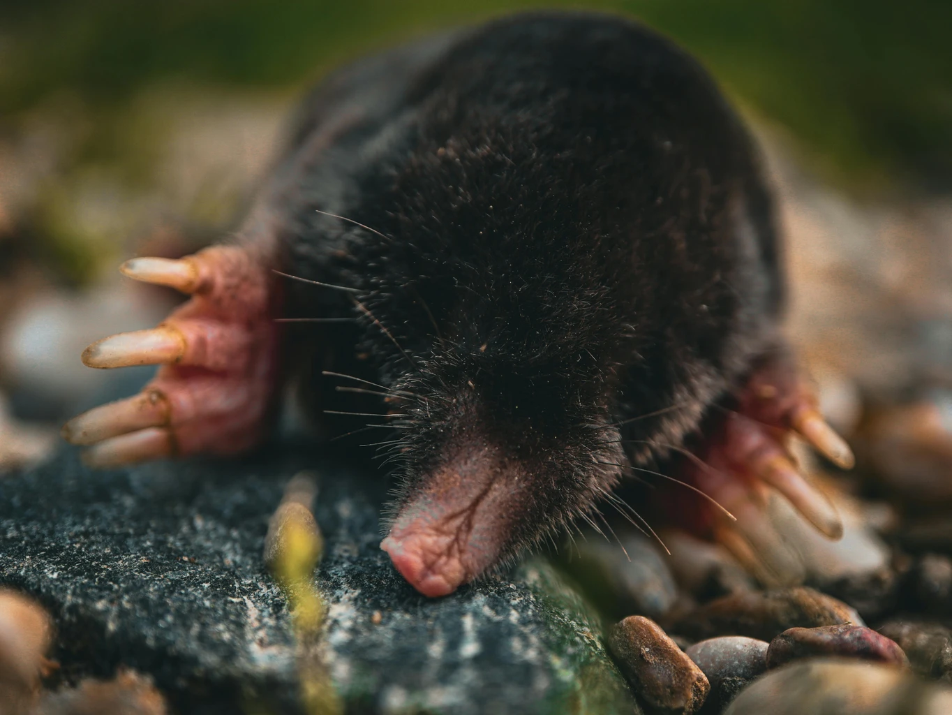 European Mole