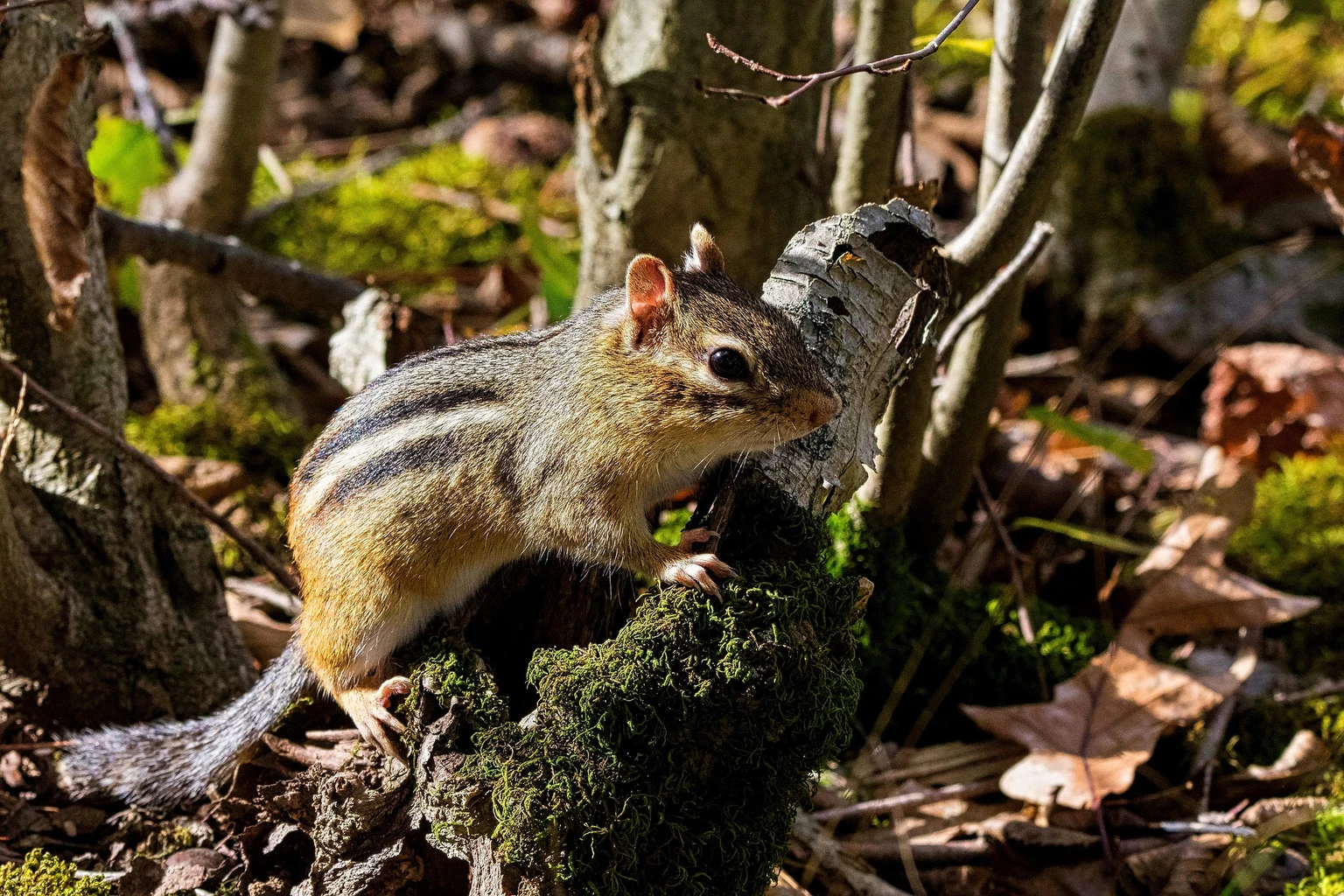 Chipmunk