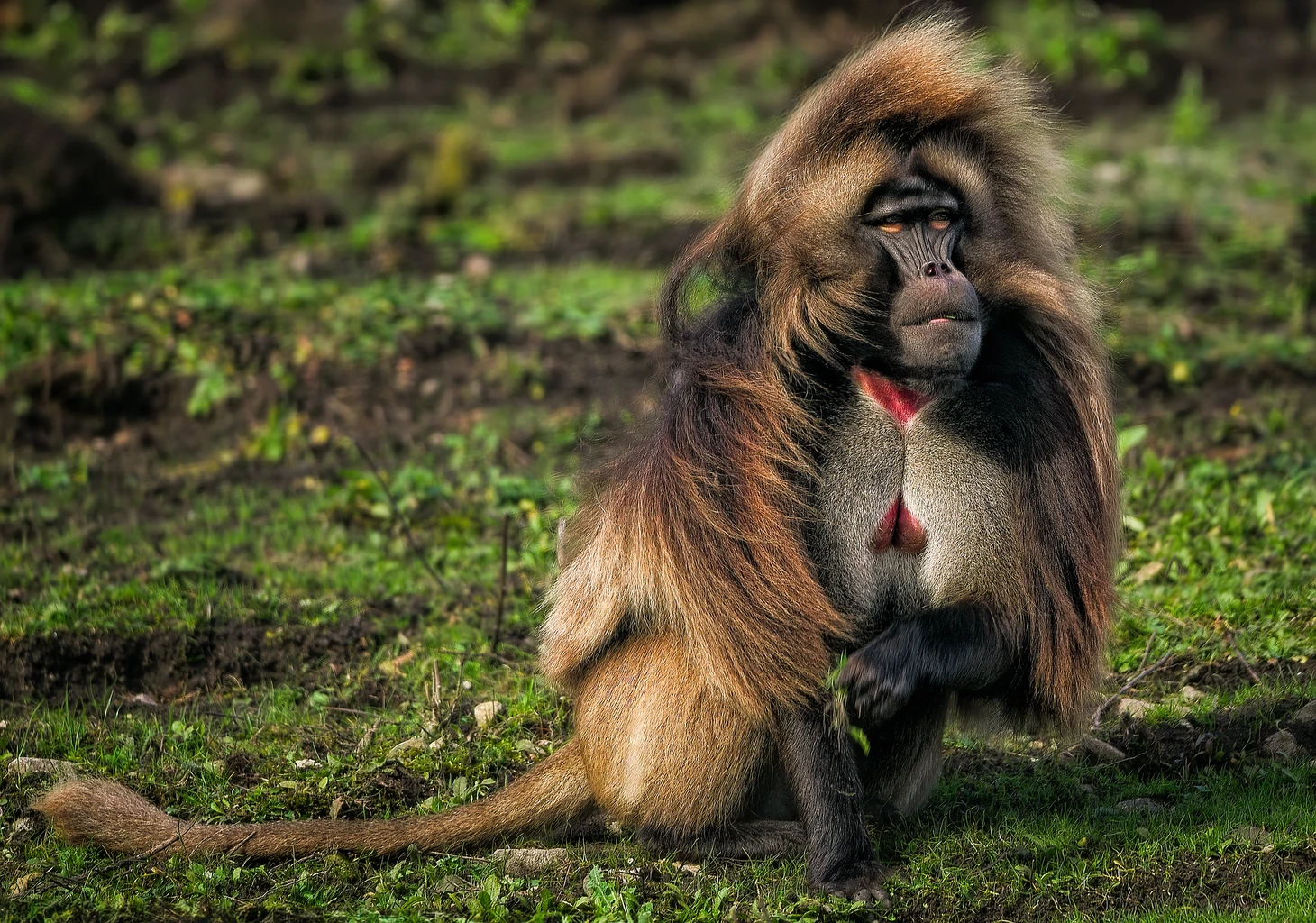 Gelada