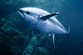 Atlantic bluefin tuna