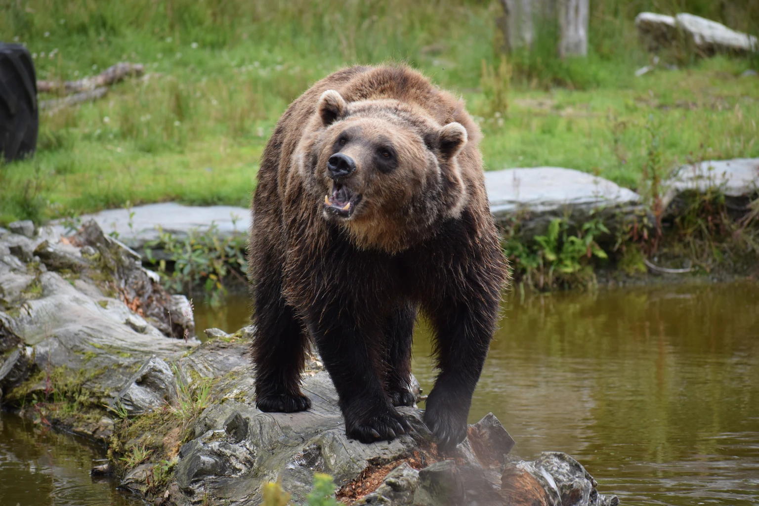 Grizzly Bear