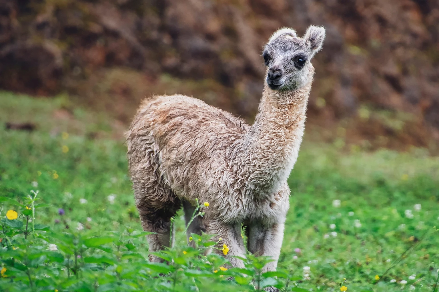 Alpaca