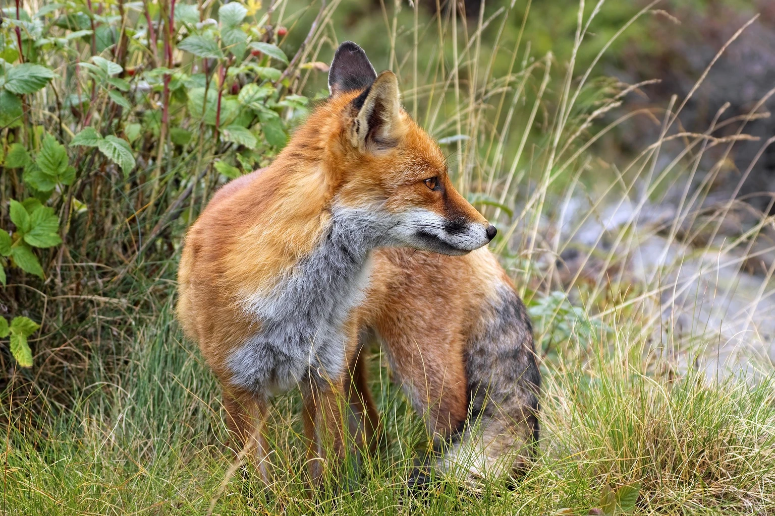 Red Fox