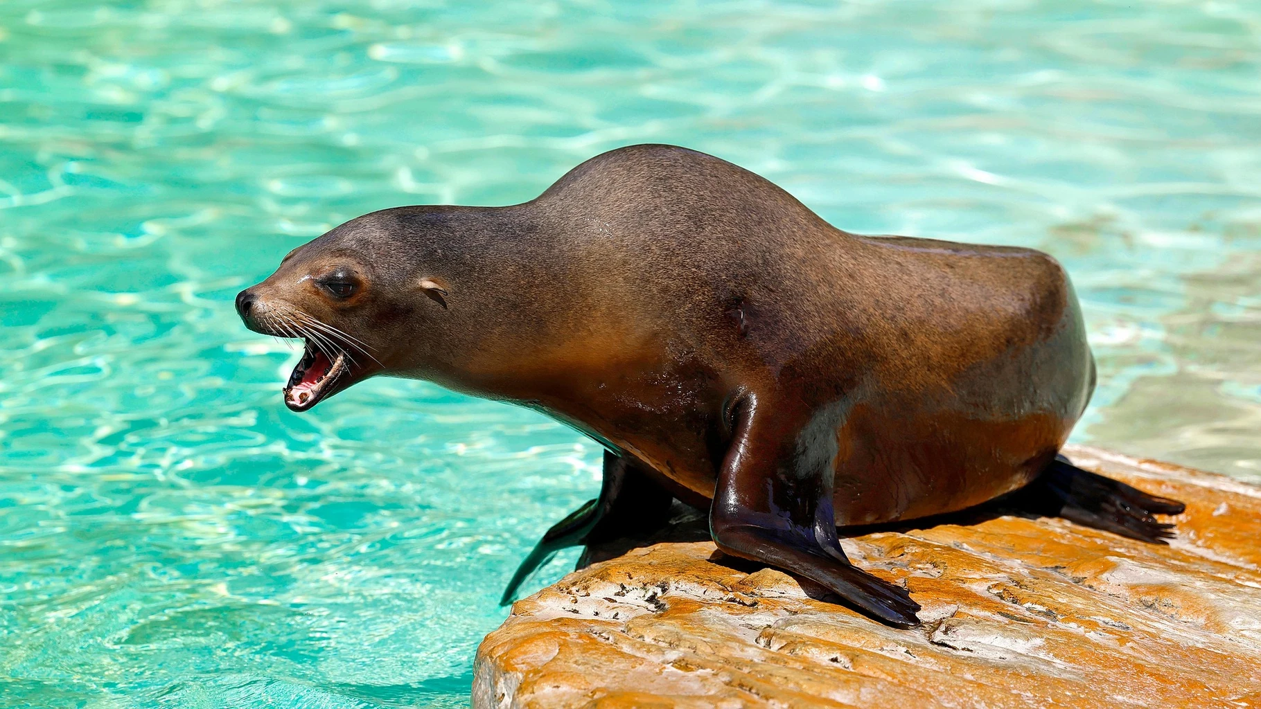 Sea Lion